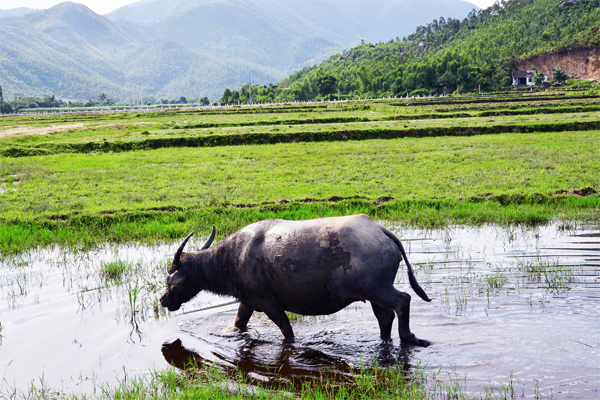 EXPLORE CENTRAL VIETNAM - 3 DAYS