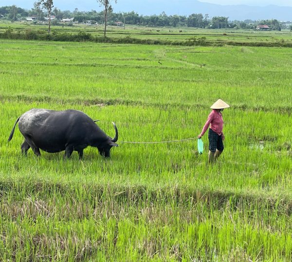 Hoi An Cycling tour